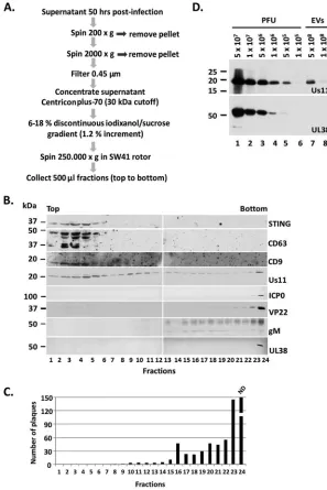 FIG 1 Separation of EVs from HSV virions. (A) Procedures to separate EVs from HSV-1 virions