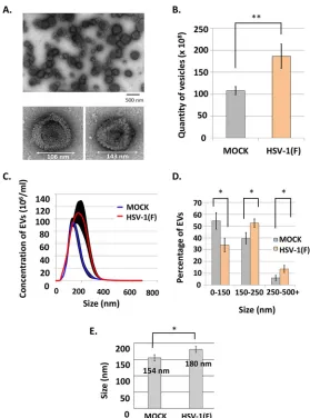 FIG 2 Characterization of the EVs released by HSV-1-infected cells. (A) EVs (upper panel) or virions (lower