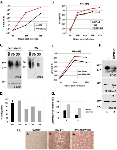 FIG 3 Perturbations in the biogenesis of EVs released by infected cells enhance HSV virus yields