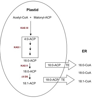 Figure 1.  Representation of the fatty acid synthetic pathway in soybean. 