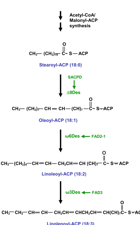 Figure 2. Flow diagram of lipid desaturation in plants.  