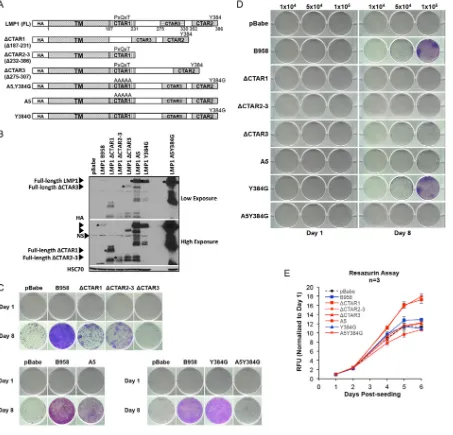 FIG 5 Three conserved signaling domains and the PXQXT motif are critical for outgrowth potential
