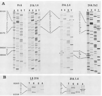TABLE 1. Nucleotide and predicted..~~~C amino acid sequence comparisons of PrA and its mutants