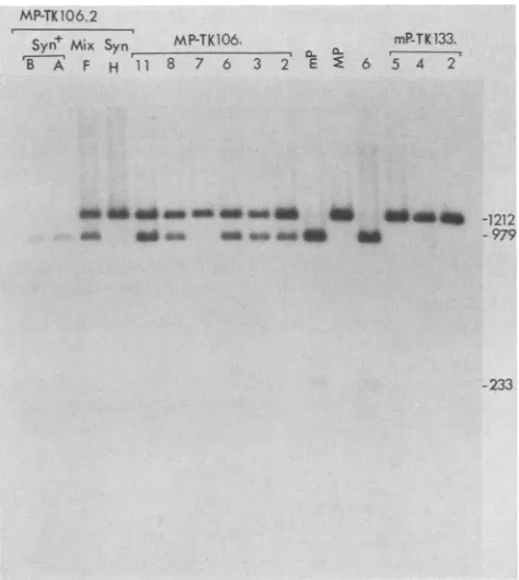 FIG. 4.insertion Southern blot analyses of ThaI-digested DNAs from mutants and the parental viruses, HSV-1(mP) and HSV-