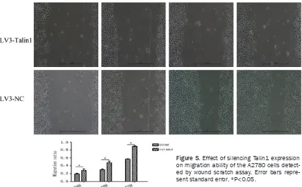 Figure 5. Effect of silencing Talin1 expression on migration ability of the A2780 cells detect-ed by wound scratch assay