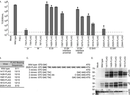 FIG 2 Characterization of FLAG-tagged glycoprotein ZIKV mutants. (A) Limiting dilution assays were performed to compare the infectious titers