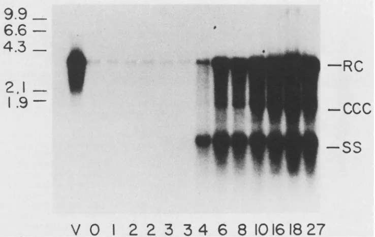 FIG.1.ofbacteriophagecellsinfection3 after cells Southern blot analysis of intracellular DHBV DNA separated on a 1.5% agarose gel