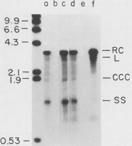 FIG. 2.digestion(A)60-mm2,loadedkilobasesseparated 5, Southernblot analysis of intracellular DHBV DNA on a 1.5% agarose gel