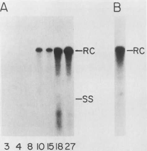 FIG. 5.endogenousafterdCTP,apelleting27wasconcentrationsplateagaroseDNAseparatedDHBV 1.5% days (A) Southern blot analysis of extracellular DHBV DNA on a 1.5% agarose gel