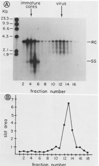 FIG. 6.gradientwas (A) Southern blot analysis of a sucrose gradient of DHBV particles obtained from medium of cultures 18 days after infection