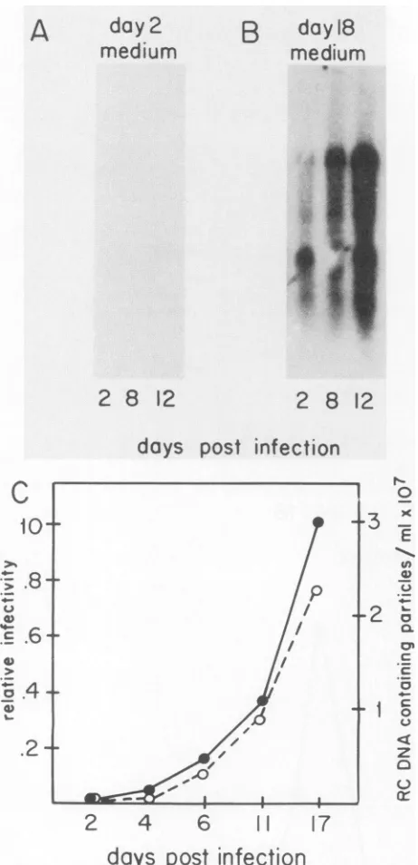 FIG.7.afterontohepatocytespelletedcellsdayscellsDHBV.ratedwithparingSoutherndard(before30DNADNA-containing Southern blot analysis of intracellular DHBV DNA from infected with the first passage of extracellular virus from medium of cultures experimentallyin