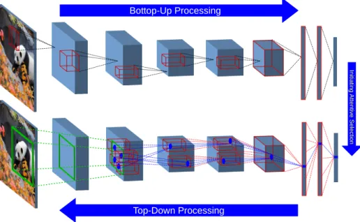 Figure 3.1: STNet consists of both BU and TD processing streams. In the BU stream, features are collectively extracted and transferred to the top of the hierarchy at which label prediction is generated