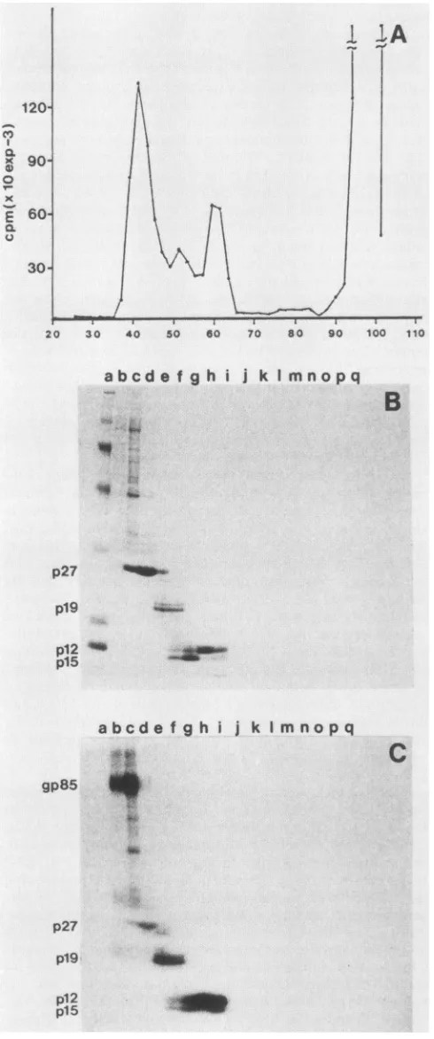 FIG. 3.fractionatedgradientfromteins.indicateddirectly(pHrightlow-molecular-weight HPLC chromatographs of low-molecular-weightpro- Sequential sets of gel filtration samples, which contained components from PrC-RSV, were further by reverse-phase HPLC