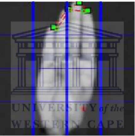 Figure 2.7: The hand image that serves as input to Mapari and Kharat’s system [72].