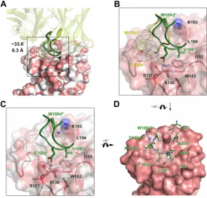 FIG 4 Conformational change in 13D4 HCDR3 and HA, with HCDR3 adapting to ﬁt into the RBS