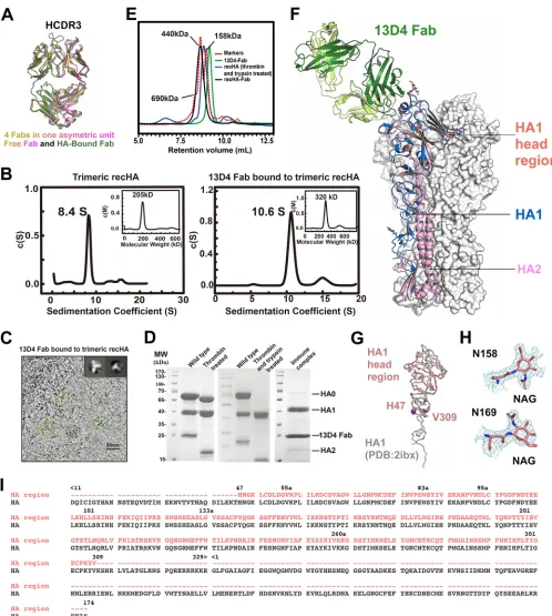 FIG 1 13D4 binds to the RBS on the HAhr. (A) Overlay of four 13D4 Fab molecules in the asymmetric unit and the HA-bound 13D4 Fab