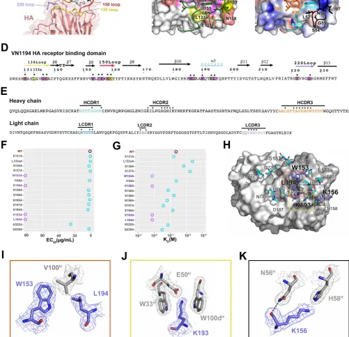 FIG 2 Interaction analysis of the 13D4:HAhr immune complex. (A) Enlarged view of the interface of the 13D4:HAhr complex