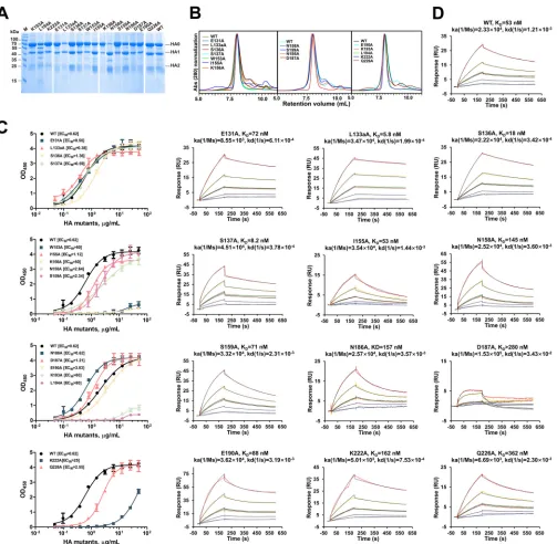 FIG 3 Characterization of HA mutants with structure-based alanine substitutions in 13D4 binding sites