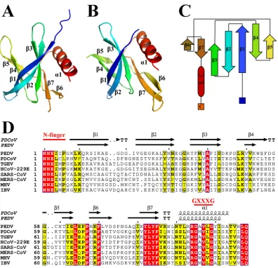 FIG 1 Stereoview of the structures of PDCoV nsp9 and PEDV nsp9. (A) Ribbon representation of the PDCoV nsp9 monomer.Identical residues are highlighted in red, and conserved residues are shown in yellow