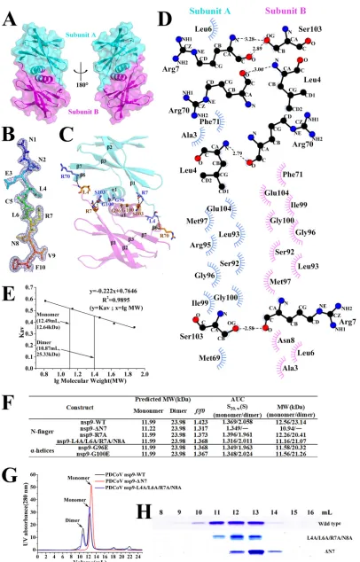 FIG 2 The N-ﬁnger of the PDCoV nsp9 has a strong effect on dimerization. (A) The two monomers are colored cyan andmagenta, respectively, and depicted in cartoon and surface representations