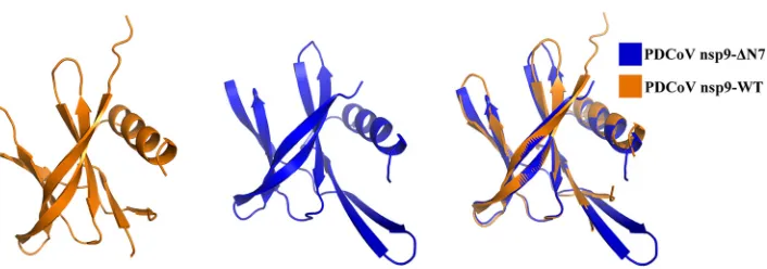 FIG 3 Illustration of the superimposition of PDCoV nsp9-WT and PDCoV nsp9-ΔN7 monomer structures