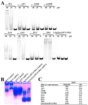 FIG 4 The N-ﬁnger motif can affect the ssDNA binding abilities of PDCoV nsp9. (A) The ssDNA bindingillustrating the association of nsp9-WT, nsp9-ΔN7, and nsp9-L4A/L6A/R7A/N8A with 36-mer ssDNA