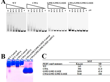 FIG 6 The disulﬁde bond can affect the ssDNA binding abilities of PEDV nsp9. (A) The ssDNA binding abilities of nsp9-WT, nsp9-C59A,nsp9-G95E/G99E/G102E, and nsp9-C59A/G95E/G99E/G102E as determined by EMSA