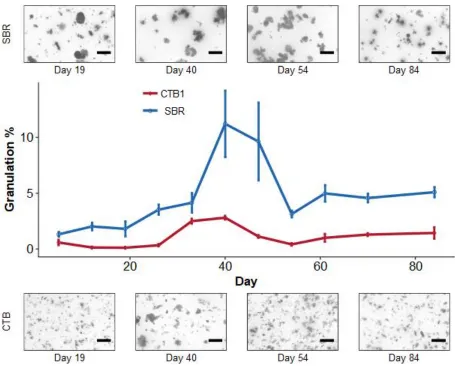 Figure 16. Percent granulation comparison between CTB1 and SBR 
