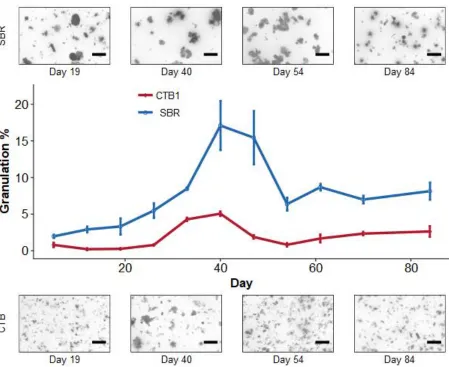Figure 17. Percent granulation comparison between CTB1 and SBR with less selective granule threshold 