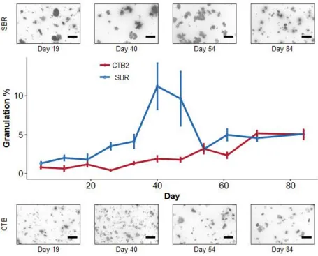Figure 18. Percent granulation comparison between CTB2 and SBR 