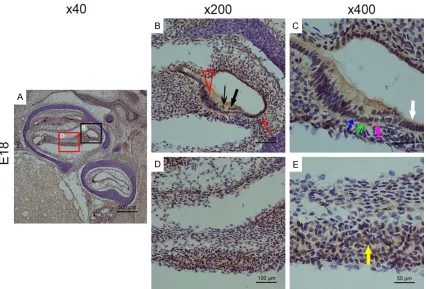 Figure 4. Bmi1 was expressed in the cochlear epithelium and spiral ganglion on E18 (A)