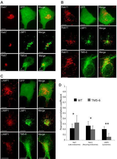 FIG 6 TM5-6 exhibits altered colocalization with endolysosomal markers. HEK293 cells were cotransfected with GFP-taggedLMP1 constructs and RFP-tagged (A) Rab7, (B) Rab11, or (C) LAMP1