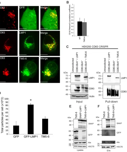 FIG 7 TM5-6 colocalizes and associates with CD63. (A) HEK293 cells were cotransfected with GFP-tagged LMP1 constructs andseparated by SDS-PAGE and analyzed by immunoblotting with LMP1 and CD63-speciﬁc antibodies