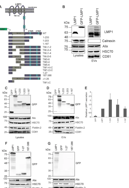 FIG 1 The C-terminal cytoplasmic tail of LMP1 is not required for EV packaging. (A) Schematic depiction of WT GFP-tagged LMP1 anddeletion mutants