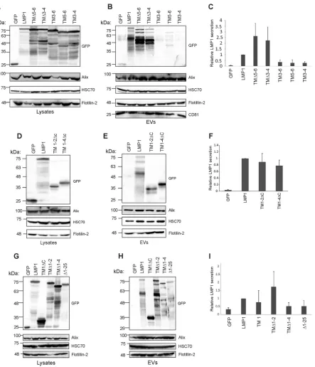 FIG 2 Transmembrane domains control the vesicular release of LMP1 from cells. HEK293 cells were transfected with GFP, GFP-LMP1, ortransmembrane deletion mutants (TMΔ5-6, TMΔ3-4, TM3-6, TM5-6, and TM3-4)