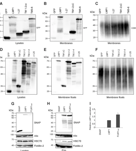 FIG 3 Mutation of the lipid-raft anchoring domain FWLY increases LMP1 EV release. Immunoblot analysis of the levels of GFP-tagged wild-typeor mutant LMP1 in (A and D) cell lysates or (B and E) puriﬁed membranes