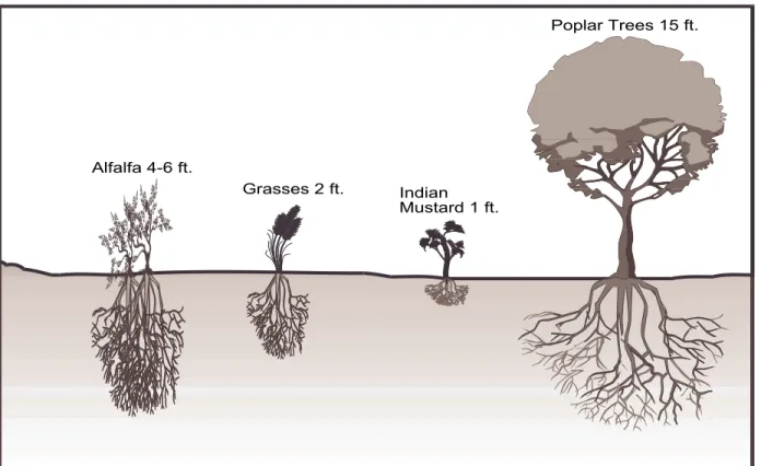 Table 2-2. Root Depth for Selected Phytoremediation Plants