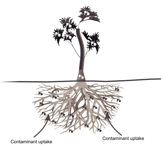 Figure 3-1. Phytoextraction.