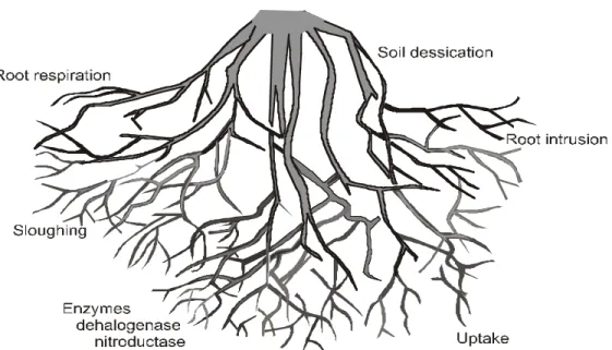 Figure 3-2. Rhizodegradation.