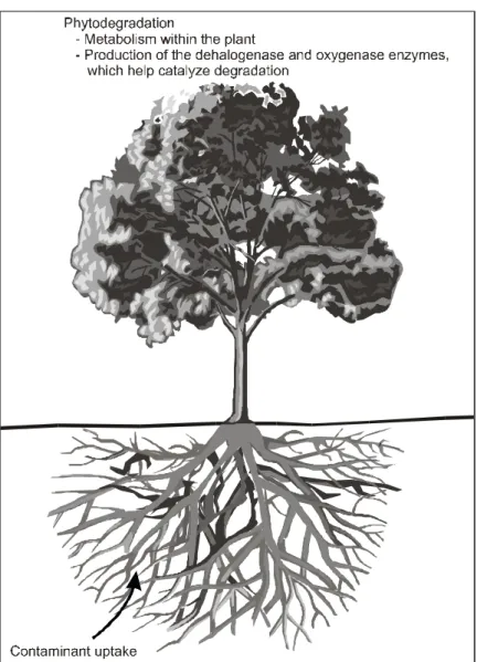 Figure 3-3. Phytodegradation.