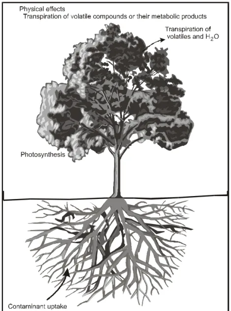 Figure 3-4. Phytovolatilization.