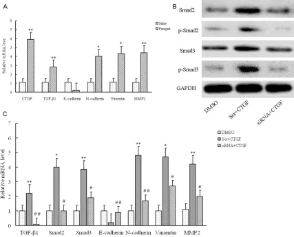 Figure 4. Paraquat- induced CTGF promoted lung epithelial-mesenchymal transition by TGF-β1