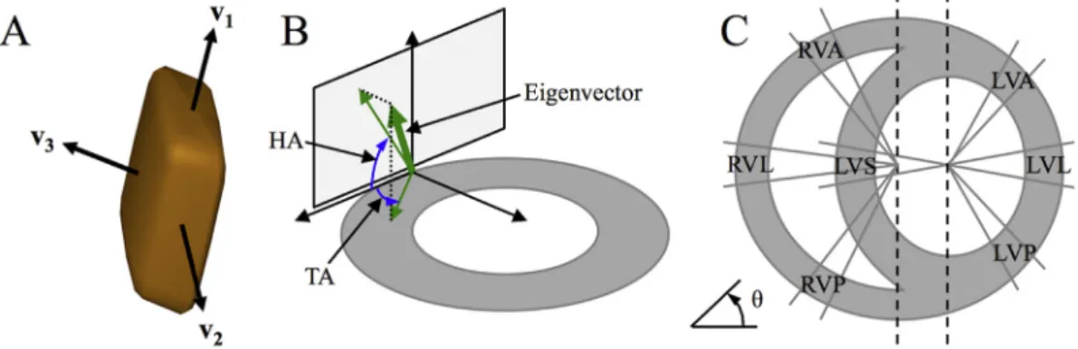 Fig. 2. Parametric maps in a mid-myocardial short-axis slice. (Top from left to right): Mean apparent diffusion coefﬁcient (ADC), principal eigenvalues l 1 , l 2 , and l 3 , and fractional anisotropy (FA)