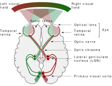 Figure 1.1:Schematic of the human visual system Axons from the nasal andtemporal retina travel through the optic nerve to the LGN in each hemisphere