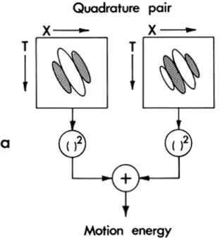 Figure 1.3: Motion energy model from Adelson and Bergen, 1985