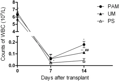 Figure 3. The changes of leukocyte counts in mice treated with previously activated 8-MOP (PAM), unactivated 8-MOP (UM) or physiological saline (PS) after transplantation