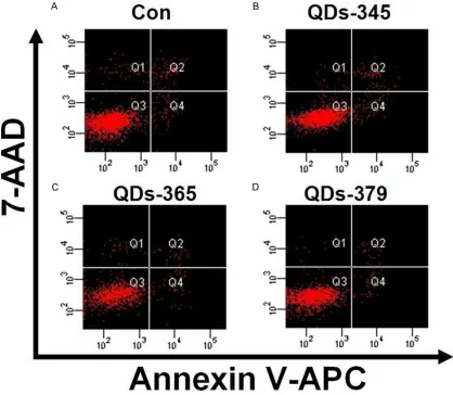 Figure 3. Flow cytometry for Hela cells incubated with QDs at 20 nmol/L for 12 h. A. Positive control; B