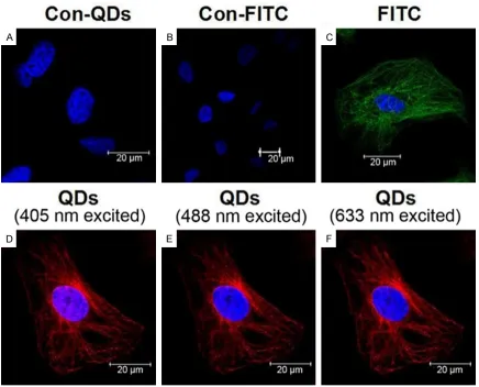 Figure 4. Fluorescent imaging of Hela cell microtubule dyed by QDs-365 or FITC labeled goat-anti-mouse IgG