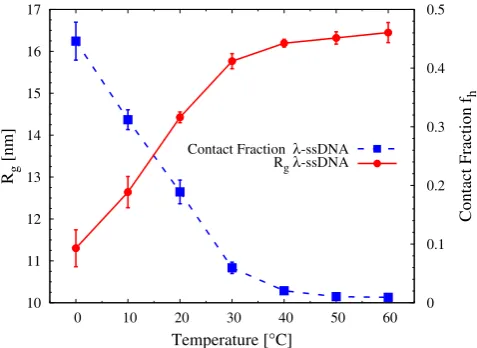Fig. 6. Response of the radius of gyrationλputed from averages over various conﬁgurations of a 500 basepair (bp) long ssDNA chain using the oxDNA2 model withsequence-speciﬁc stacking strength (red full circles), poly-A(green open circles) and poly-T (magen