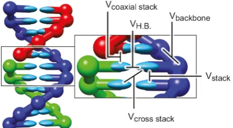 Fig.1.OverviewofbondedandpairinteractionsinoxDNA: phosphate backbone connectivity and excluded vol-ume, hydrogen-bonding, stacking, cross-stacking and coaxialstacking interaction